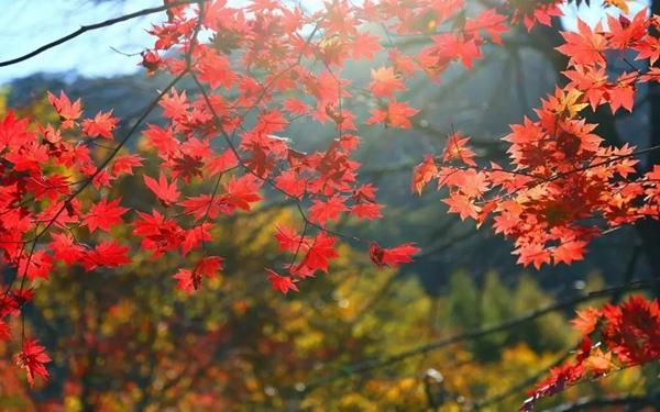 北京哪里的红叶最美？