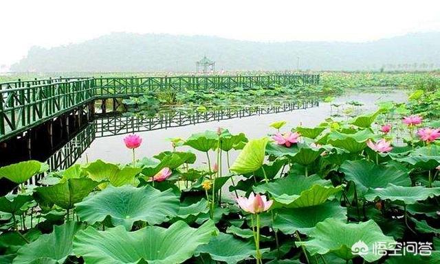 郑州有几个湿地公园？