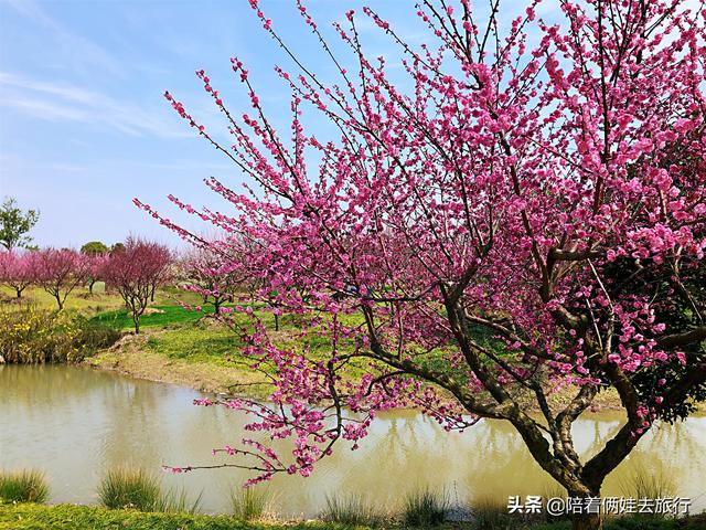 上海3、4月份去哪里最能感受到春天的气息，大家有没有好的地方推荐，谢谢？