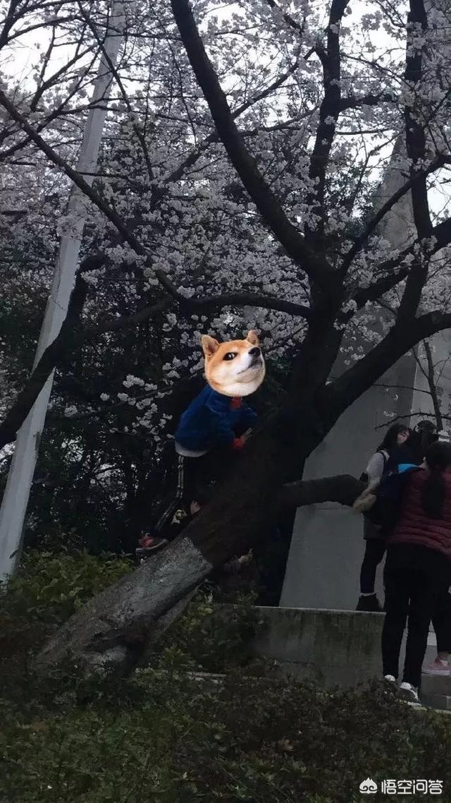 这几天去赏樱，在景区看见有很多人爬上樱花树拍照，怎么看这种行为？