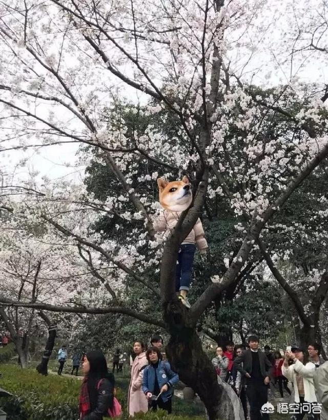 这几天去赏樱，在景区看见有很多人爬上樱花树拍照，怎么看这种行为？