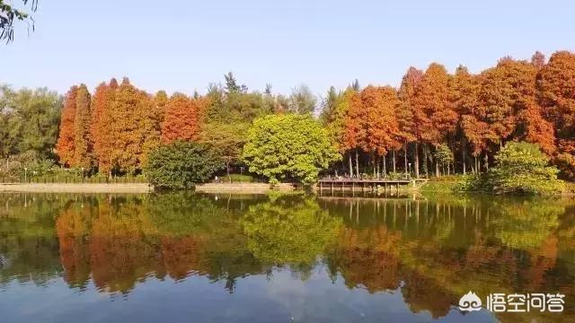 广州哪里可以观赏水杉？