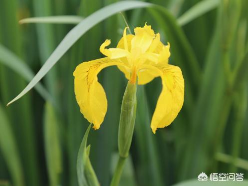 盆栽的黄花鸢尾花应该怎么养护？夏季需要遮阴吗？